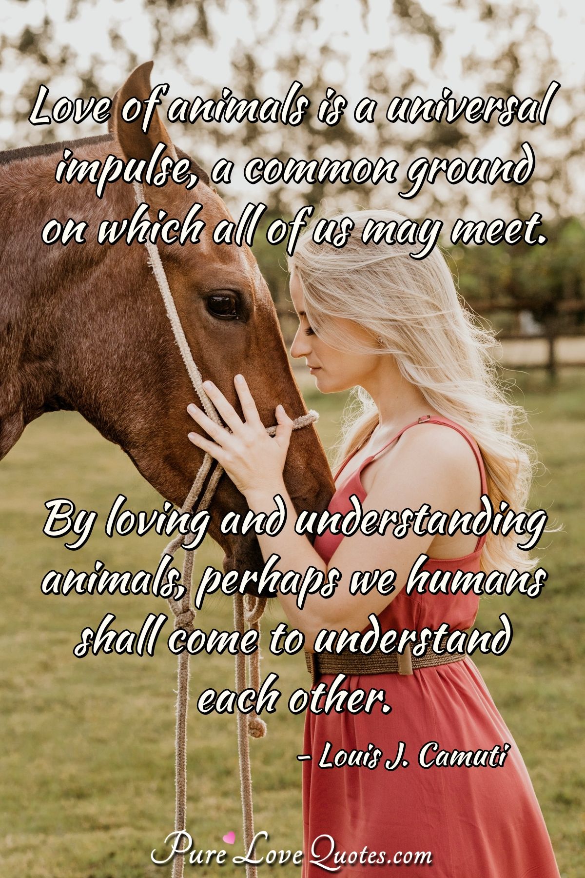 essay about love of animals