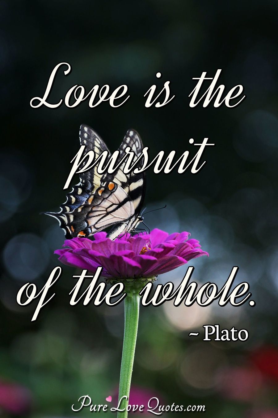 Plato Love Quotes | PureLoveQuotes